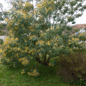 Photographie n°110633 du taxon Acacia dealbata Link [1822]