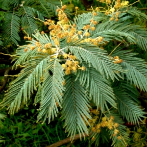 Photographie n°110638 du taxon Acacia dealbata Link [1822]