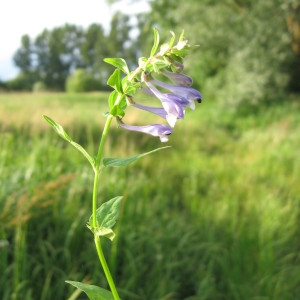 Scutellaria hastifolia f. roseoalba (Delaunay) Delaunay (Scutellaire à feuilles hastées)