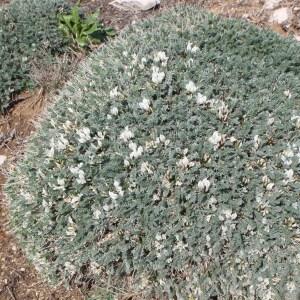 Photographie n°110678 du taxon Astragalus tragacantha L. [1753]