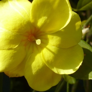 Photographie n°110688 du taxon Jasminum nudiflorum Lindl. [1846]