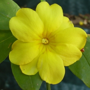 Jasminum nudiflorum Lindl. (Jasmin à fleurs nues)