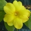  Louise Boulangeat - Jasminum nudiflorum Lindl. [1846]