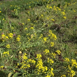 Photographie n°110717 du taxon Brassica napus var. napus 