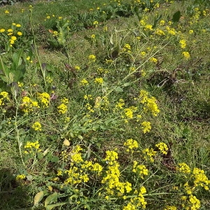 Photographie n°110718 du taxon Brassica napus var. napus 