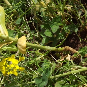 Photographie n°110719 du taxon Brassica napus var. napus 