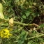  Florent Beck - Brassica napus var. napus 