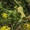  Florent Beck - Brassica napus var. napus 