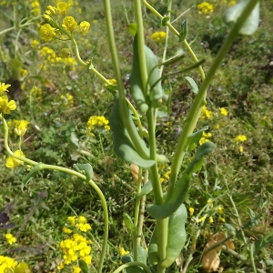 Photographie n°110721 du taxon Brassica napus var. napus 