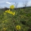  Florent Beck - Brassica napus var. napus 