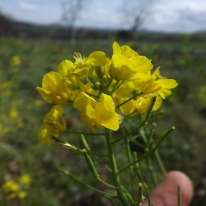 Photographie n°110724 du taxon Brassica napus var. napus 