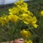  Florent Beck - Brassica napus var. napus 