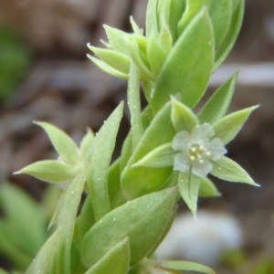  - Lysimachia linum-stellatum L. [1753]