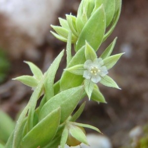  - Lysimachia linum-stellatum L. [1753]