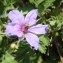  Genevieve Botti - Erodium ciconium (L.) L'Hér. [1789]