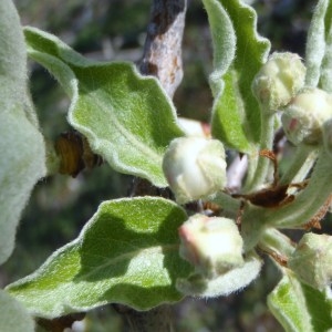 Photographie n°110762 du taxon Pyrus spinosa Forssk. [1775]