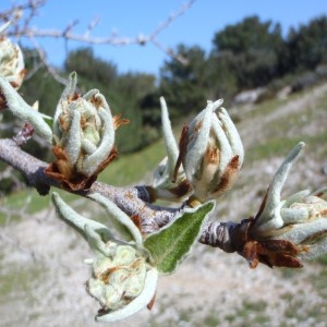 Photographie n°110764 du taxon Pyrus spinosa Forssk. [1775]