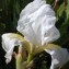  Genevieve Botti - Iris germanica L. [1753]