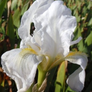 Iris germanica L. (Iris bleu d'Allemagne)