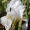  Genevieve Botti - Iris germanica L. [1753]
