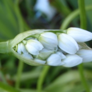 Photographie n°110770 du taxon Allium neapolitanum Cirillo [1788]