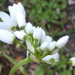 Photographie n°110771 du taxon Allium neapolitanum Cirillo [1788]