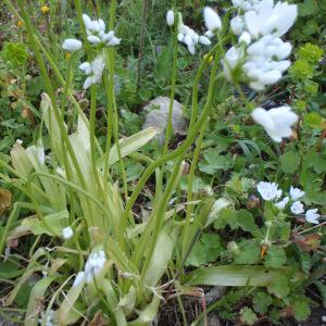 Photographie n°110772 du taxon Allium neapolitanum Cirillo [1788]