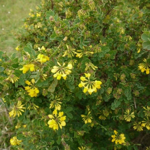 Photographie n°110804 du taxon Coronilla valentina subsp. glauca (L.) Batt. [1889]