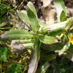 Photographie n°110838 du taxon Calendula arvensis L. [1763]