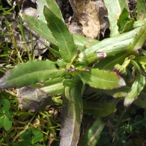 Photographie n°110839 du taxon Calendula arvensis L. [1763]