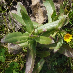 Photographie n°110840 du taxon Calendula arvensis L. [1763]