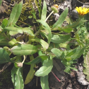 Photographie n°110841 du taxon Calendula arvensis L. [1763]