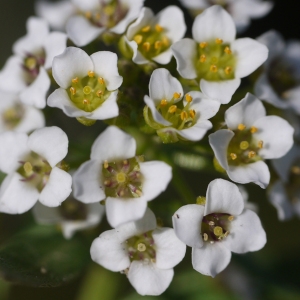 Lobularia maritima (L.) Desv. (Alysson maritime)