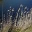  Liliane Roubaudi - Phragmites australis (Cav.) Trin. ex Steud. [1840]