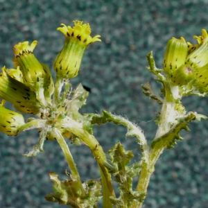 Photographie n°110904 du taxon Senecio vulgaris subsp. denticulatus (O.F.Müll.) P.D.Sell [1967]