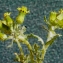  Liliane Roubaudi - Senecio vulgaris subsp. denticulatus (O.F.Müll.) P.D.Sell [1967]