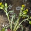  Liliane Roubaudi - Senecio vulgaris subsp. denticulatus (O.F.Müll.) P.D.Sell [1967]