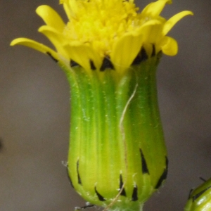 Senecio vulgaris subsp. denticulatus (O.F.Müll.) P.D.Sell (Séneçon denticulé)