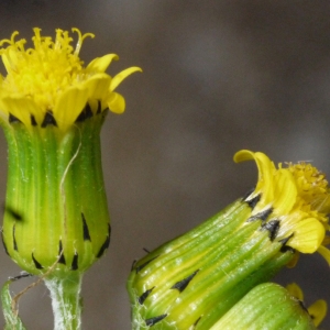 Photographie n°110910 du taxon Senecio vulgaris subsp. denticulatus (O.F.Müll.) P.D.Sell [1967]