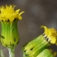  Liliane Roubaudi - Senecio vulgaris subsp. denticulatus (O.F.Müll.) P.D.Sell [1967]