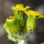  Liliane Roubaudi - Senecio vulgaris subsp. denticulatus (O.F.Müll.) P.D.Sell [1967]