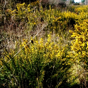 Photographie n°110913 du taxon Ulex europaeus L. [1753]