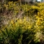  Liliane Roubaudi - Ulex europaeus L. [1753]