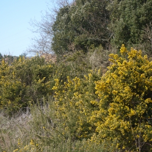 Photographie n°110923 du taxon Ulex europaeus L. [1753]