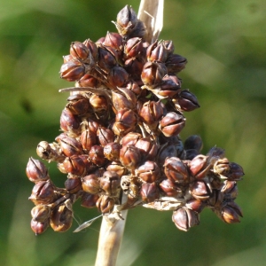 Photographie n°110940 du taxon Juncus acutus L. [1753]