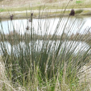 Photographie n°110941 du taxon Juncus acutus L. [1753]