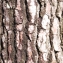  Liliane Roubaudi - Pinus pinaster Aiton [1789]