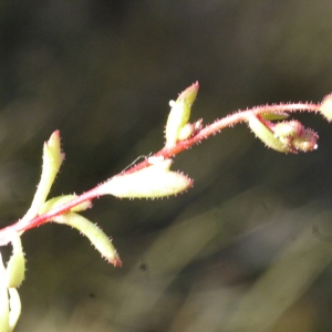 Photographie n°111005 du taxon Saxifraga tridactylites L. [1753]