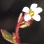  Liliane Roubaudi - Saxifraga tridactylites L. [1753]