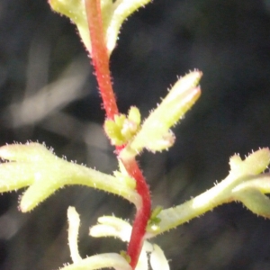 Photographie n°111012 du taxon Saxifraga tridactylites L. [1753]